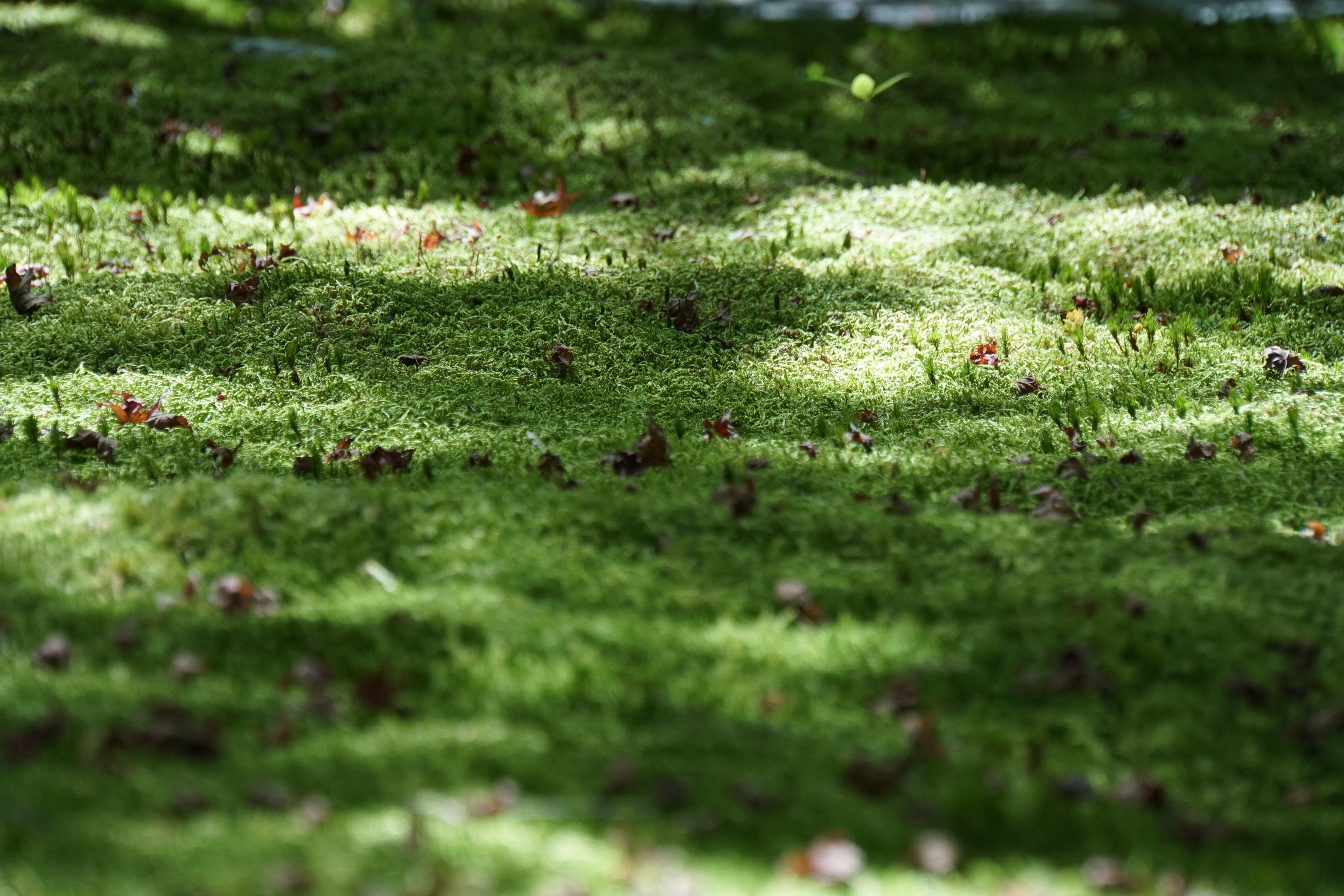 Saihoji moss