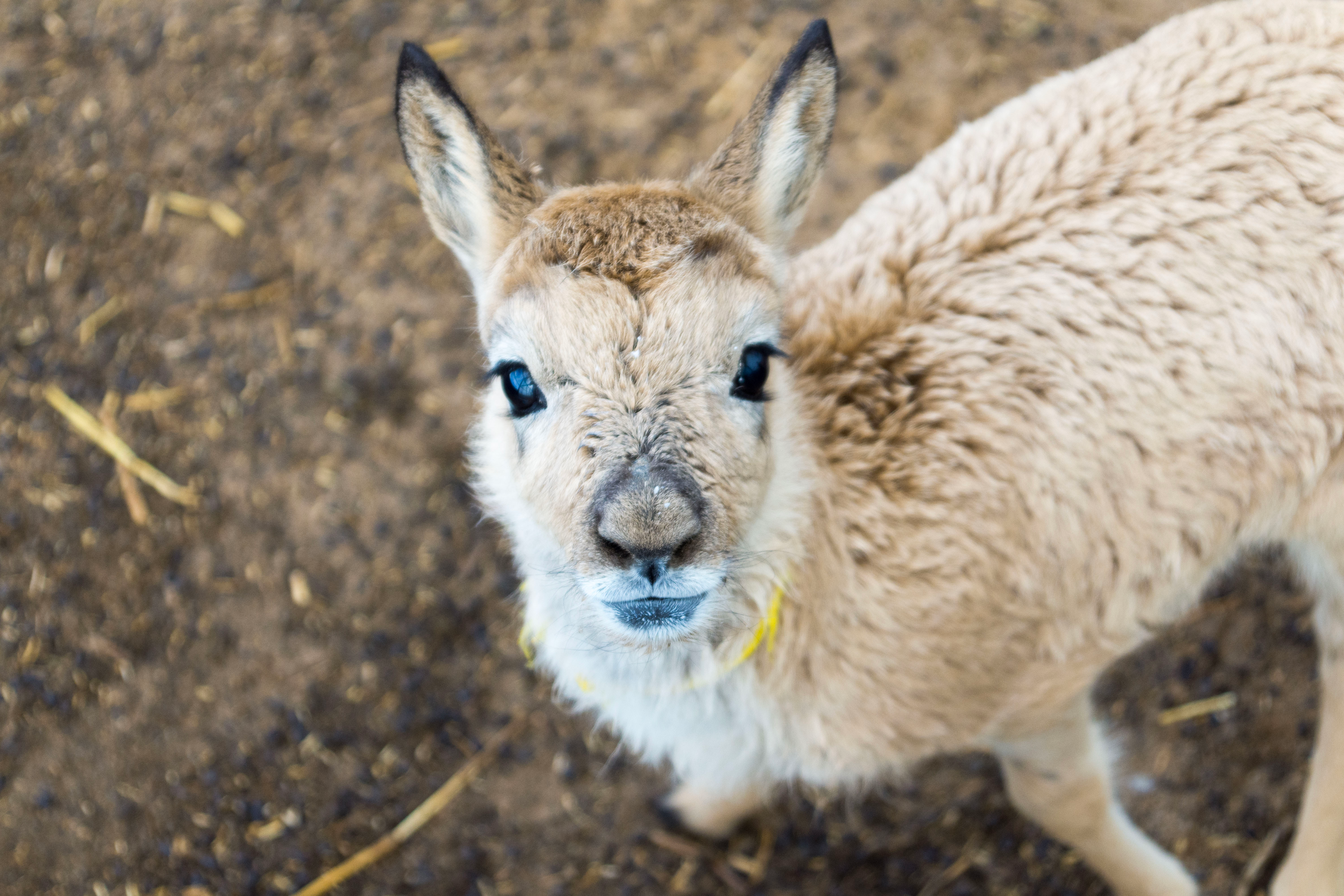 Hoh Xil Natural Reserve Social Practice
